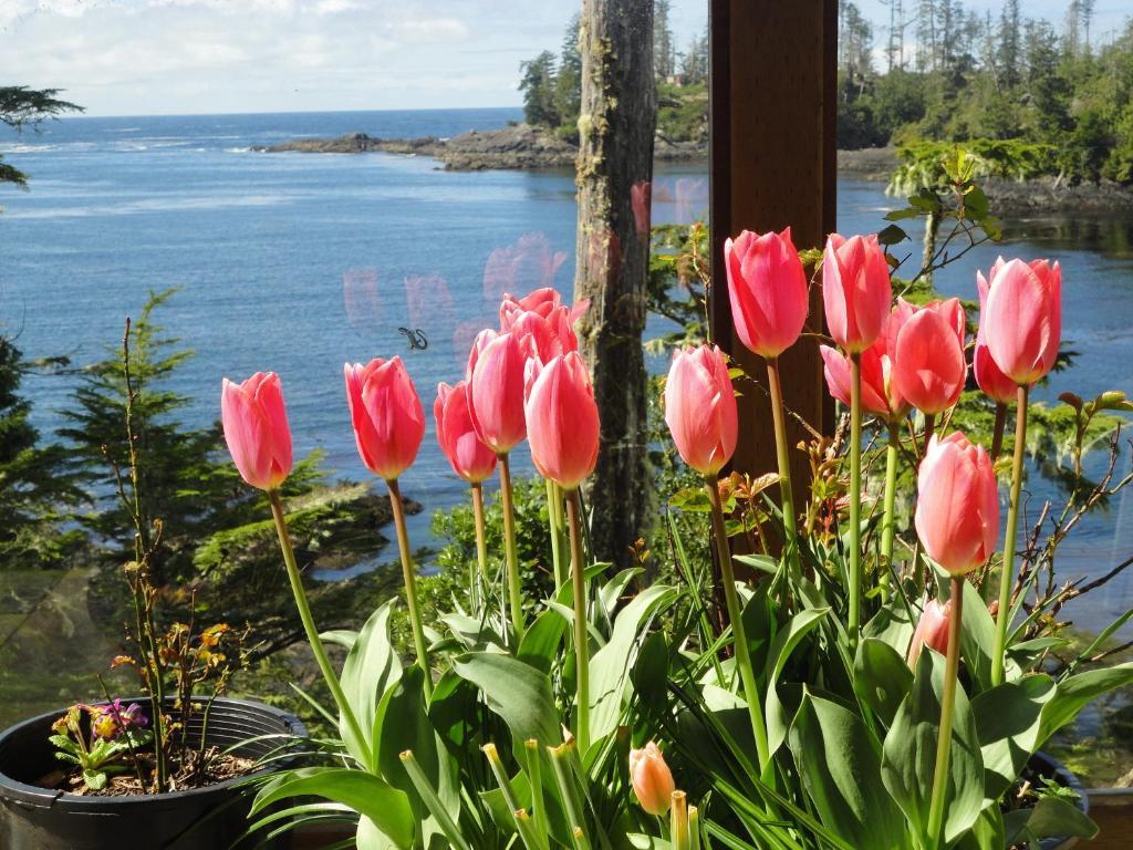 Reef Point Oceanfront Bed And Breakfast Ucluelet Room photo